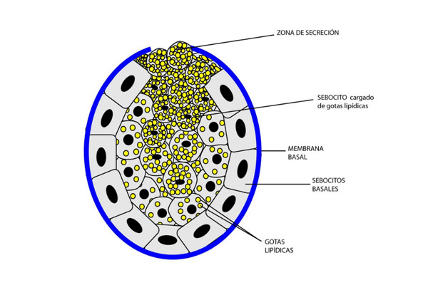 En este momento estás viendo Dibujo esquemático de una glándula sebácea