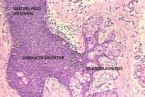 En este momento estás viendo Detalle de la raíz de la pestaña y glándula de Zeis