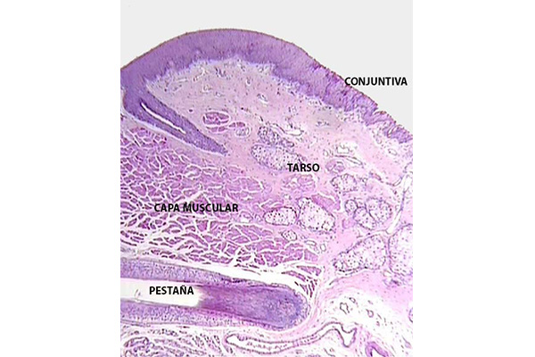 En este momento estás viendo Detalle histológico de las capas profundas del párpado