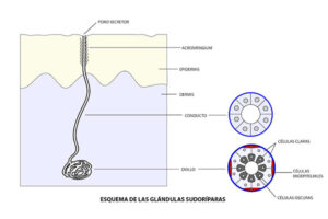 Lee más sobre el artículo Dibujo esquemático y corte histológico de una glándula sudorípara