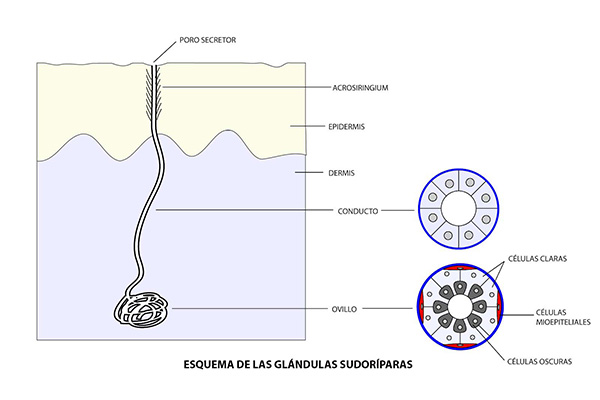 En este momento estás viendo Dibujo esquemático y corte histológico de una glándula sudorípara