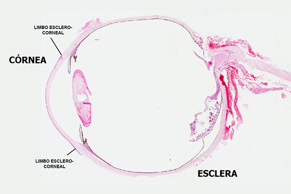 En este momento estás viendo Aspecto histológico del limbo esclerocorneal