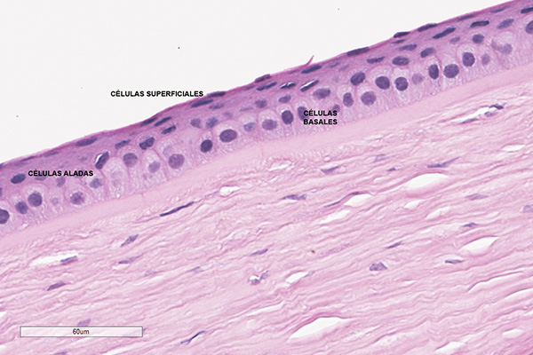 En este momento estás viendo Capas del epitelio corneal
