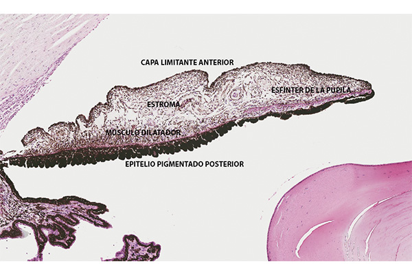 En este momento estás viendo Capas del iris
