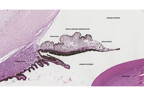 En este momento estás viendo Círculo vascular menor del iris