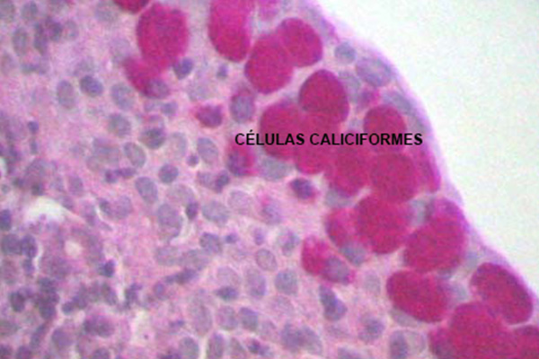 En este momento estás viendo Corte histológico del pliegue semilunar (coloración de PAS)