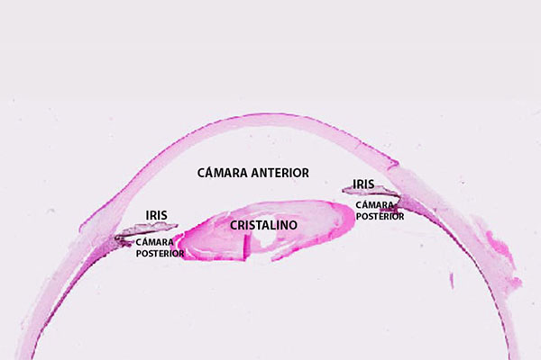 En este momento estás viendo Corte histológico del segmento anterior del globo ocular