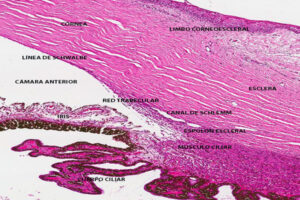 Lee más sobre el artículo Detalle de la red trabecular