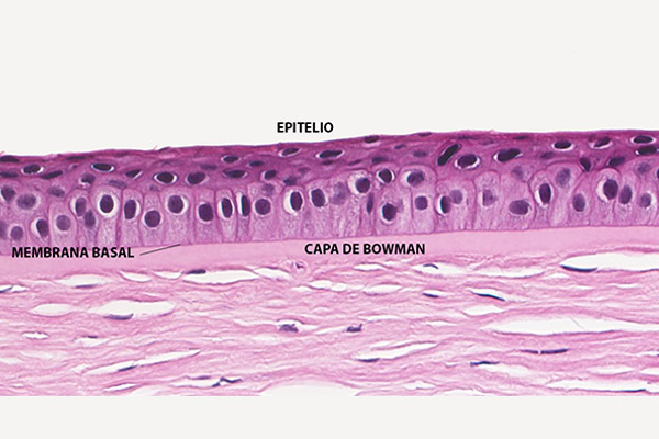 En este momento estás viendo Epitelio corneal
