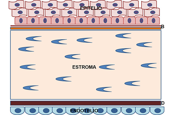 En este momento estás viendo Esquema de la estructura histológica de la córnea y cortes histológicos de la córnea