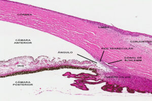 Lee más sobre el artículo Esquema del limbo esclerocorneal y cortes histológicos de limbo esclerocorneal