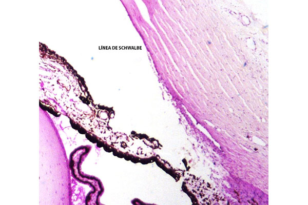 En este momento estás viendo Línea de Schwalbe