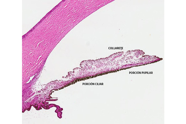 En este momento estás viendo Partes del iris