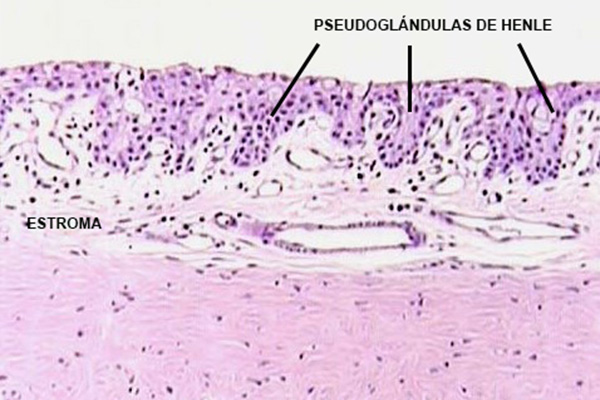 En este momento estás viendo Tejido conectivo estromal