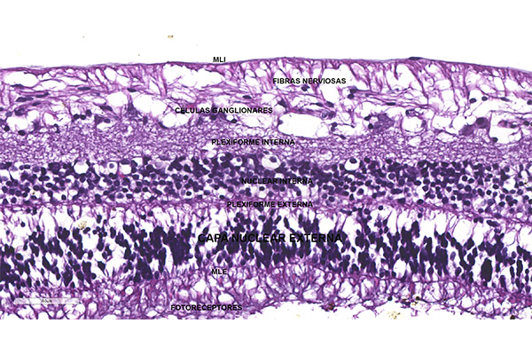 En este momento estás viendo Capa nuclear externa