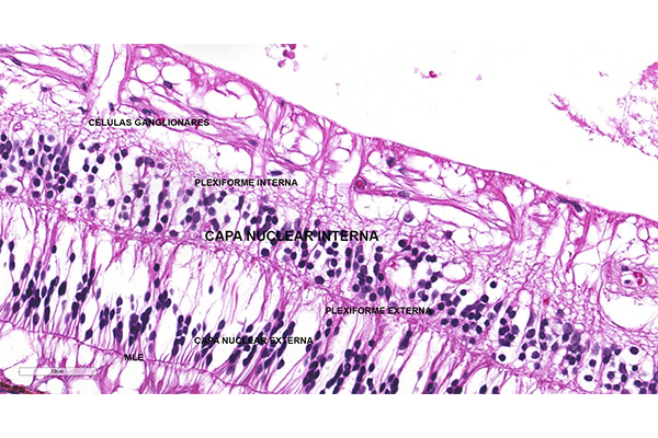 En este momento estás viendo Capa nuclear interna