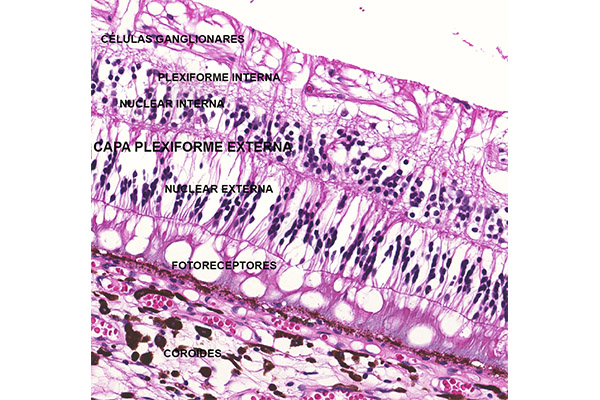 En este momento estás viendo Capa plexiforme externa