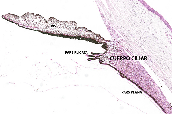 En este momento estás viendo Cuerpo ciliar