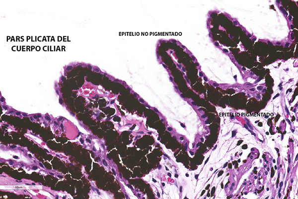 En este momento estás viendo Epitelio de los procesos ciliares (con y sin pigmento)
