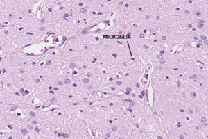 Lee más sobre el artículo Microglia